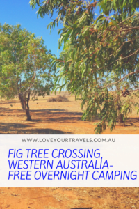 fig tree crossing