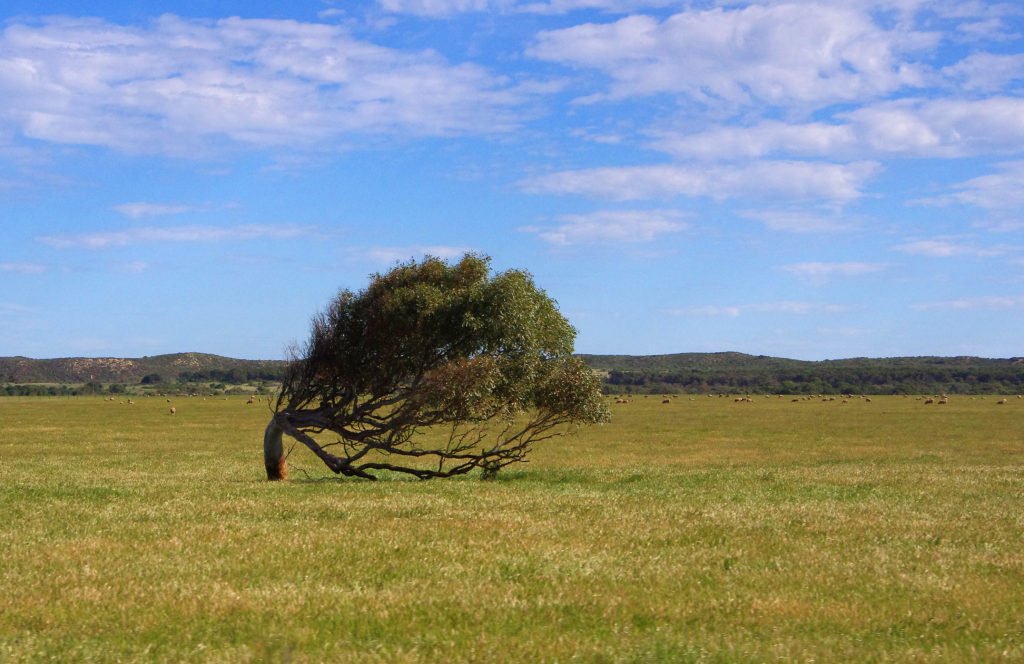 Leaning Trees of Greenough Western Australia