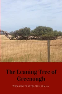 leaning tree of greenough
