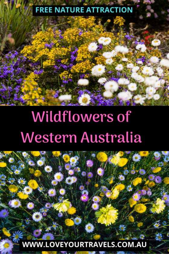 Wildflowers of Western Australia